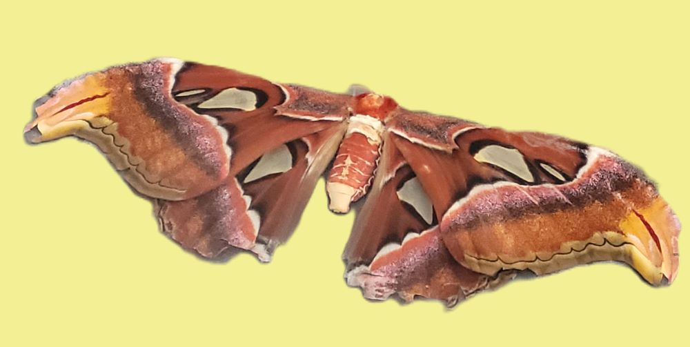 resized butterfly or moth 20240507_184707