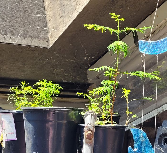 resized dawn redwood seedlings 20240518_120742