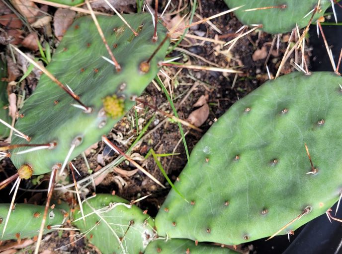 resized happy prickly pear 2 20240511_133312