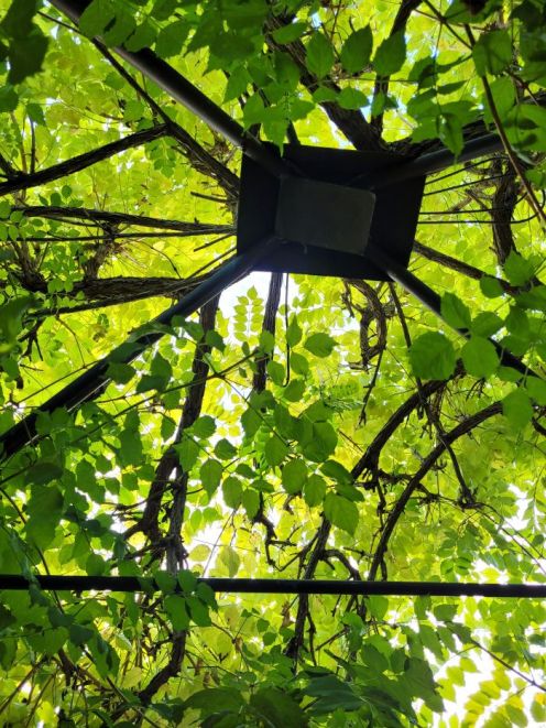 resized-wisteria-canopy-20231024_174734