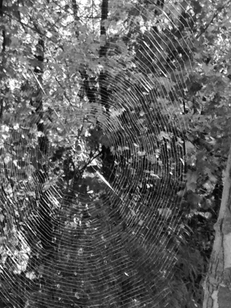 FF 061924 bw-spider-web