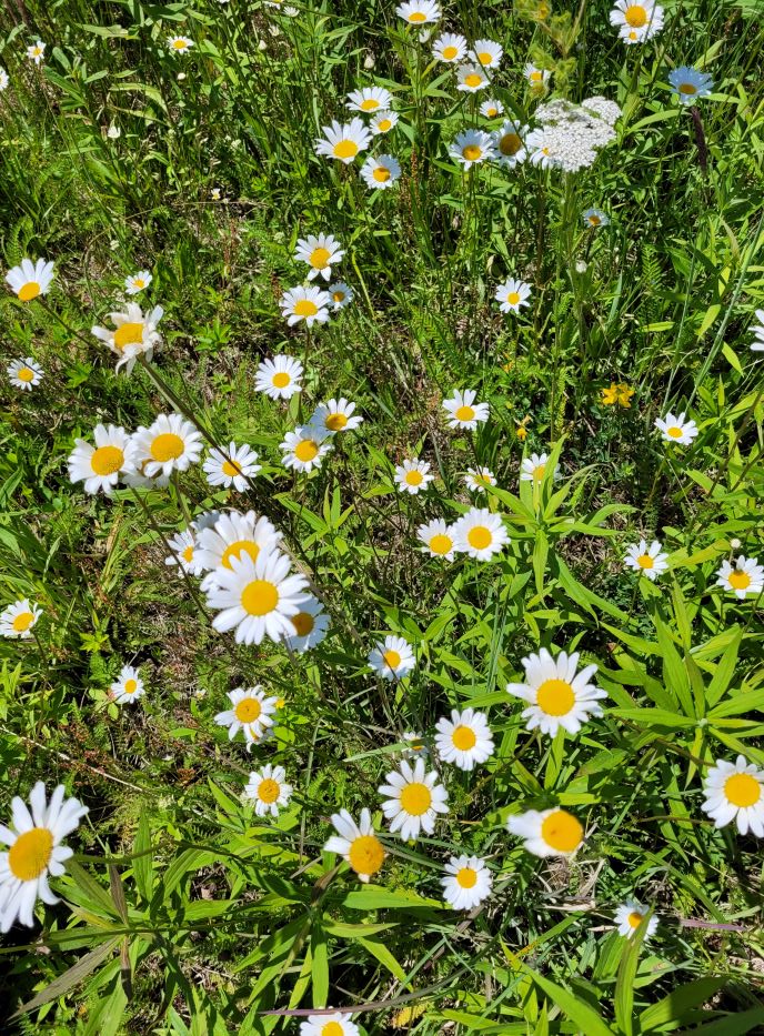 resized field of daisies 20240610_134252