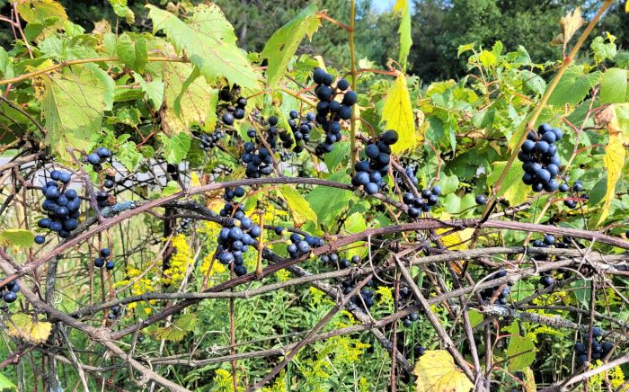 resized grapes on front fence 0922 (2)