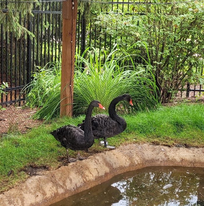 resized black swans 20240710_152505
