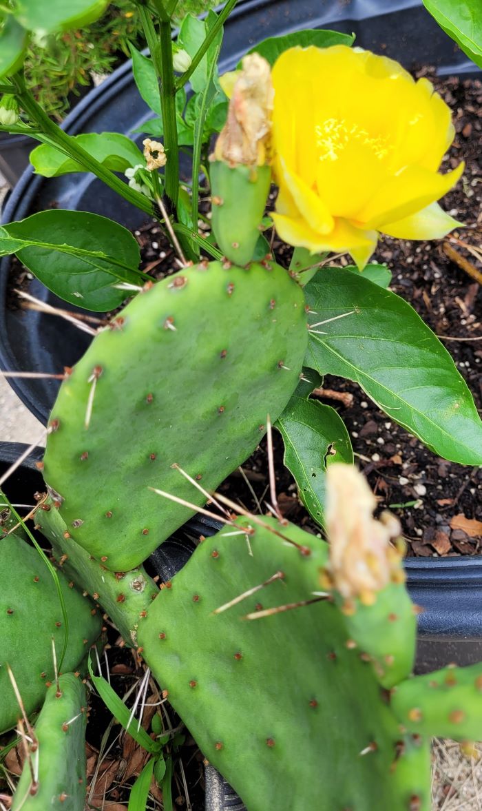 resized prickly pear blossom 3 2 20240704_140357