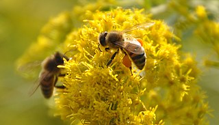 Bee_and_Goldenrod
