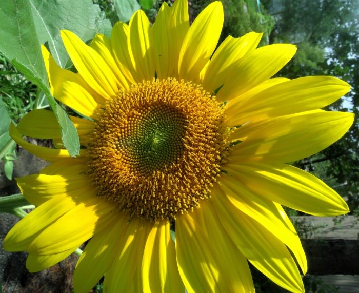 resized first sunflower of the season 071321