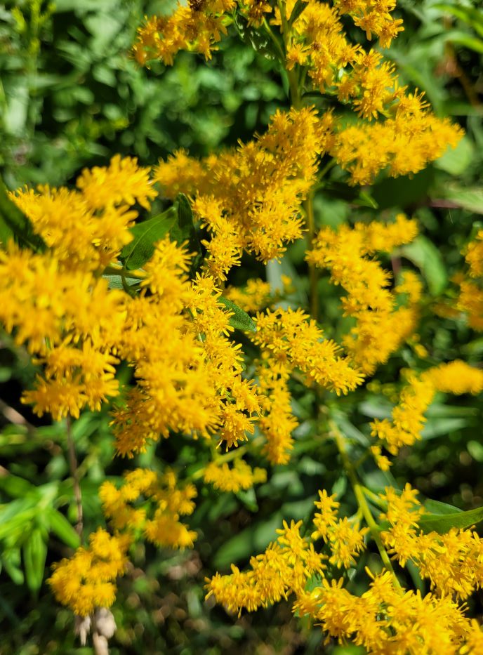 resized goldenrod 20240819_103943