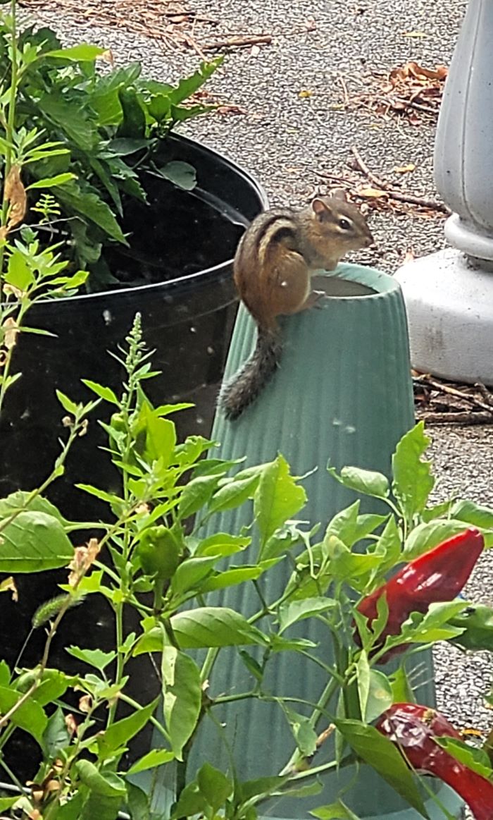resized chipmunk 090624