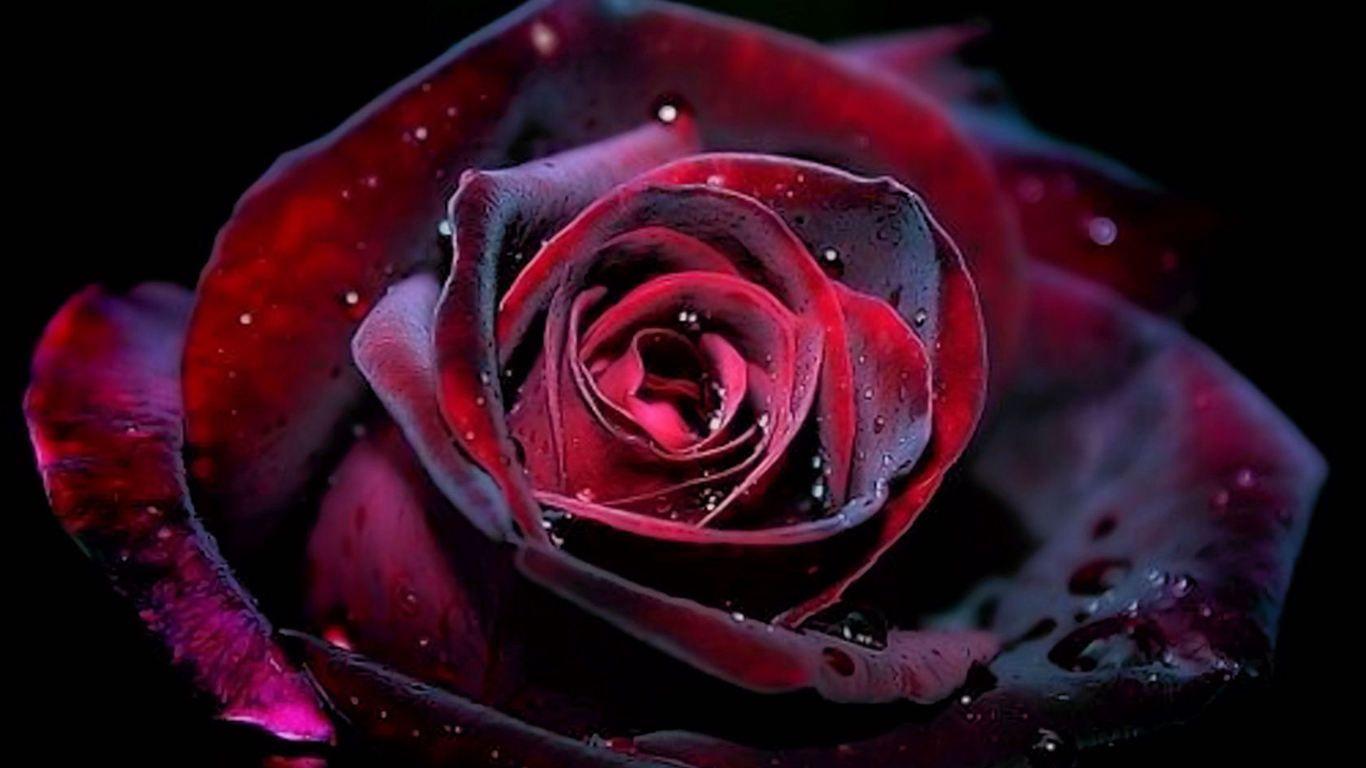 gothic rose