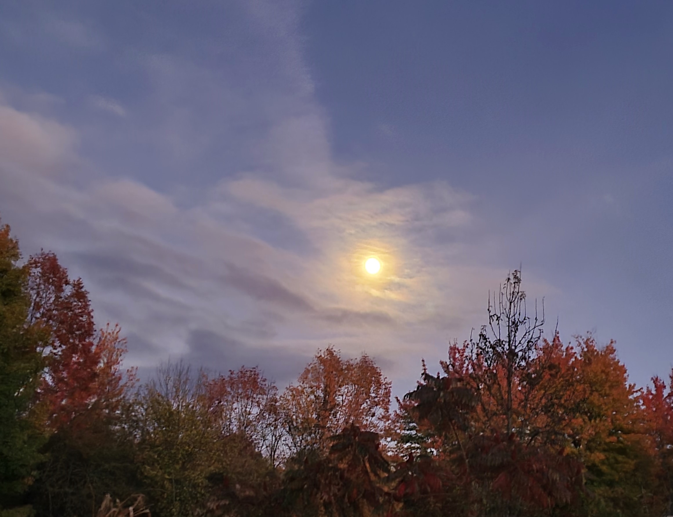 moonlight over the trees fmg 20241015_193407