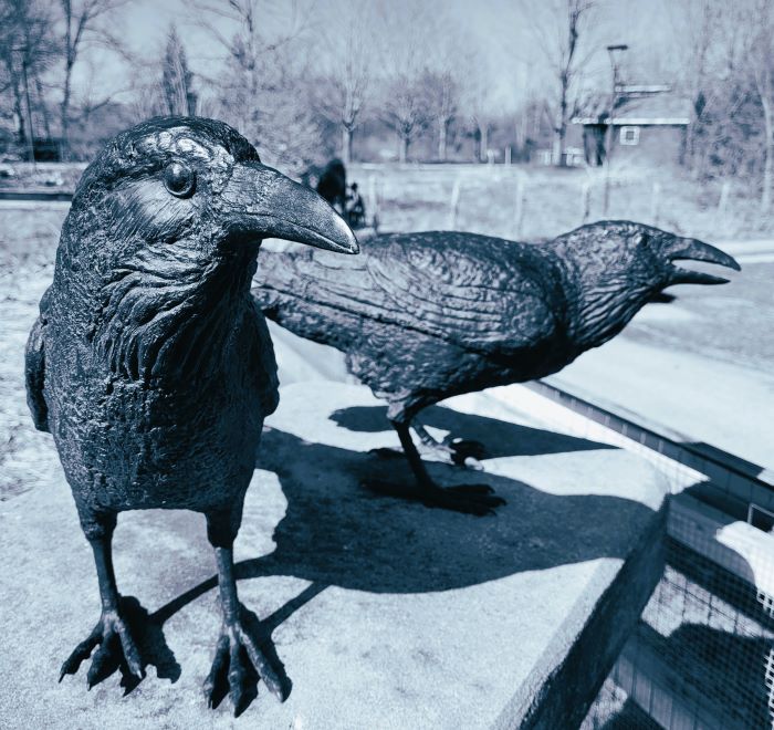 resized crows greyscale with filter