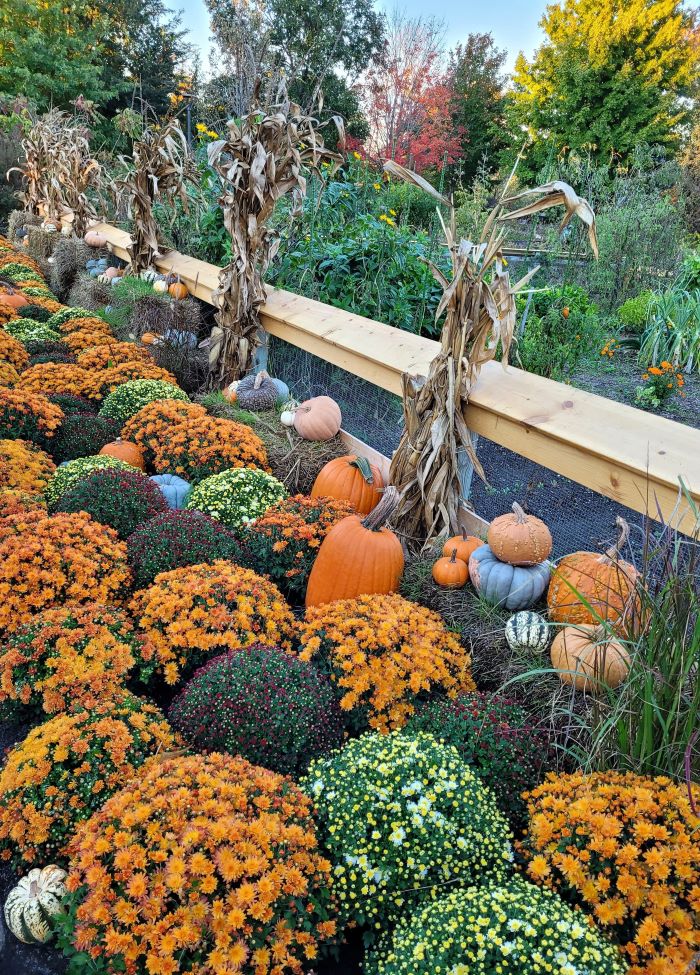 resized fall decorations at farm fmg 20241008_184913