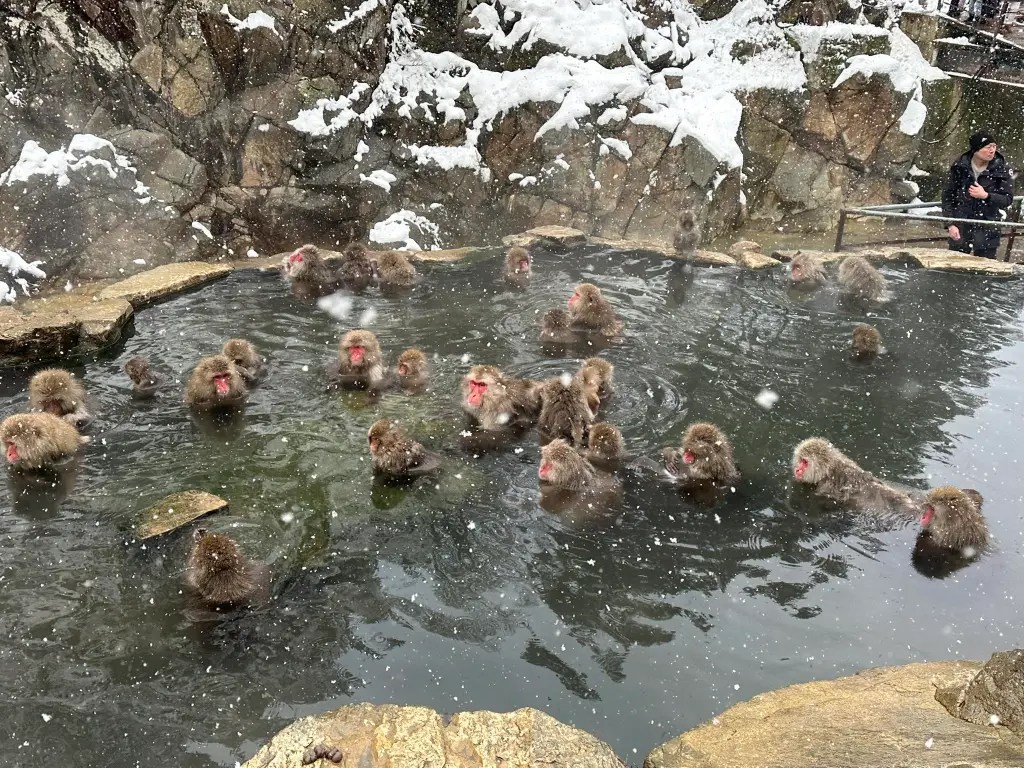 FF 011525 robbie-cheadle-pic